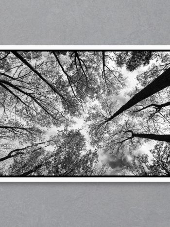 תמונה Looking Up Black & White