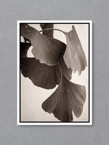 תמונה Gingko Sepia