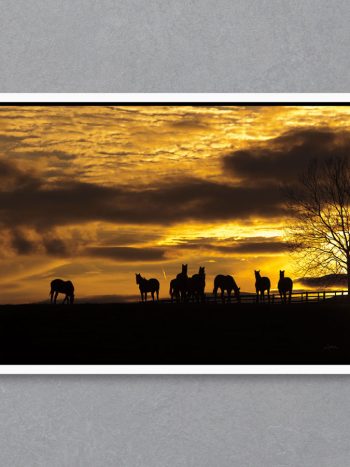 תמונה Horses at Sunset