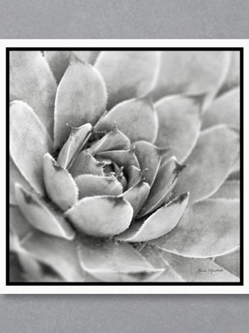 תמונה Garden Succulents IV