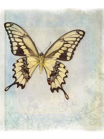 תמונה Floating Butterfly 5