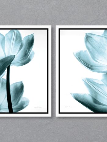 זוג תמונות Translucent Tulips II