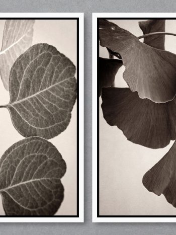 זוג תמונות Gingko Sepia