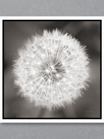 תמונה Dandelion Seedhead