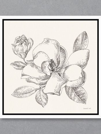 תמונה Flower Sketches II