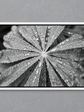 תמונה Raindrops on Lupine