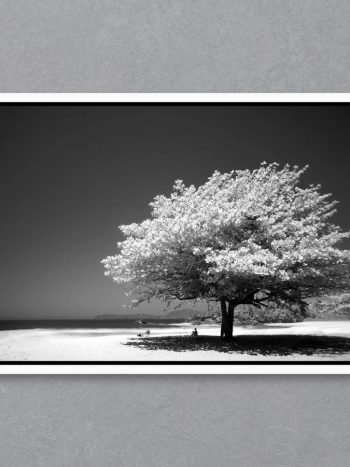 תמונה Beach Tree Black & White