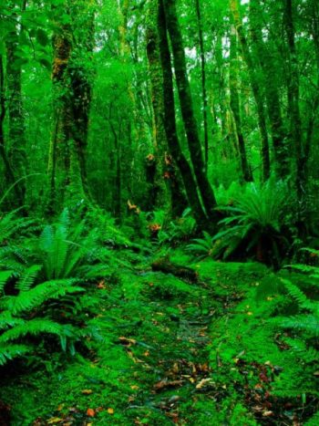 Lush Rain Forest Path