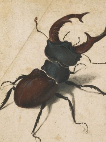 Stag Beetle by A. Durer