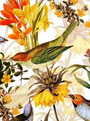 Colorful Birds and Redouté Flowers – White