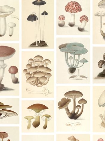 Agaricales