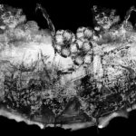 Barnacles