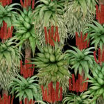 Dancing Aloes – Natural
