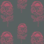 Protea – Coral