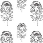 Protea – Black & White