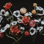 Windflowers